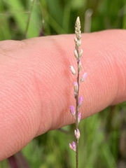 Polygala appendiculata