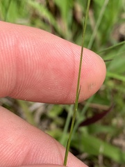 Polygala appendiculata