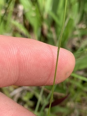 Polygala appendiculata