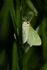 Thetidia smaragdaria