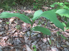 Convallaria pseudomajalis