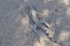 Callisaurus draconoides ventralis