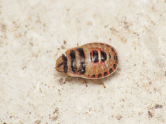 Sciocoris macrocephalus
