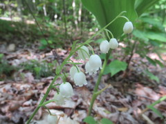 Convallaria pseudomajalis