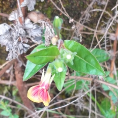 Oenothera epilobiifolia