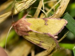Heliothis incarnata