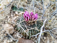 Echinofossulocactus lamellosus