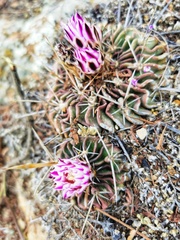 Echinofossulocactus lamellosus