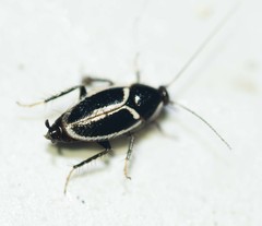 Phyllodromica marginata