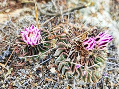 Echinofossulocactus lamellosus