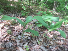 Convallaria pseudomajalis