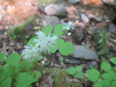 Thalictrum clavatum