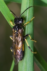 Tenthredo maculata