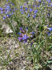 Penstemon humilis