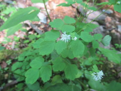 Thalictrum clavatum