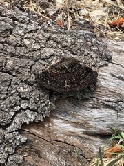 Hexagonia hydnoides