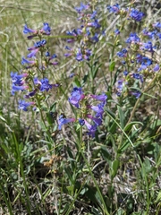 Penstemon humilis