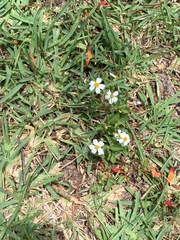 Bidens alba