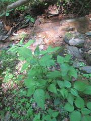 Thalictrum clavatum