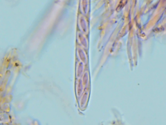 Mitrula lunulatospora