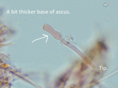 Mitrula lunulatospora