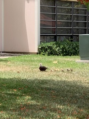 Cairina moschata domestica