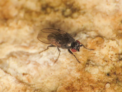 Leptocera