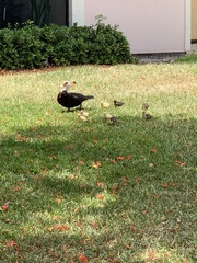 Cairina moschata domestica