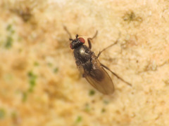 Leptocera