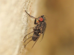 Leptocera