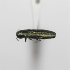 Agrilus lacustris