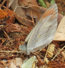 Colotis evenina