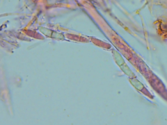 Mitrula lunulatospora