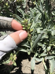 Penstemon speciosus