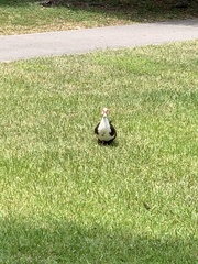 Cairina moschata domestica