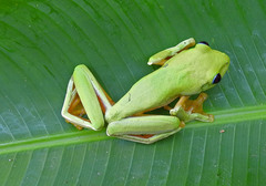 Agalychnis spurrelli