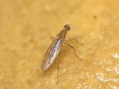 Clinocera
