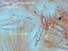 Mitrula lunulatospora