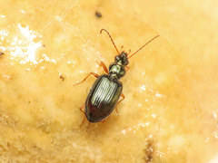 Bembidion latinum