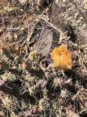 Opuntia fragilis