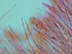 Mitrula lunulatospora