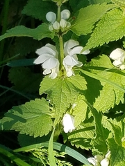 Lamium album