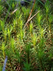 Polytrichum