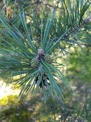 Pinus