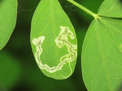 Liriomyza congesta