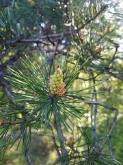 Pinus