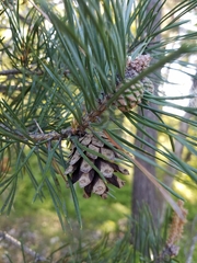 Pinus