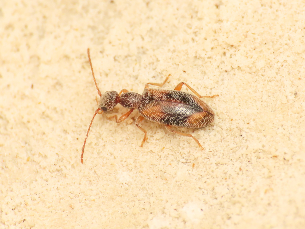 Endomia occipitalis