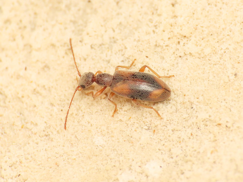 Endomia occipitalis
