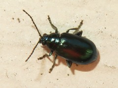 Altica lythri